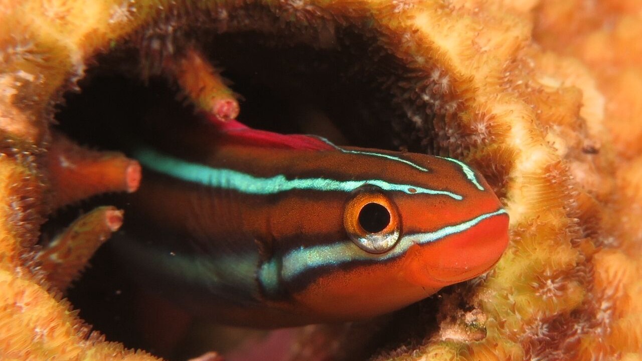 Photo of Others in Maumere