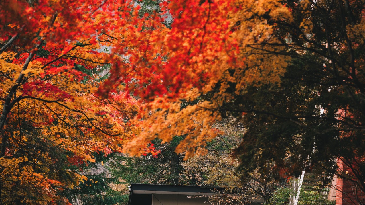 Photo of Outdoor in Nikko
