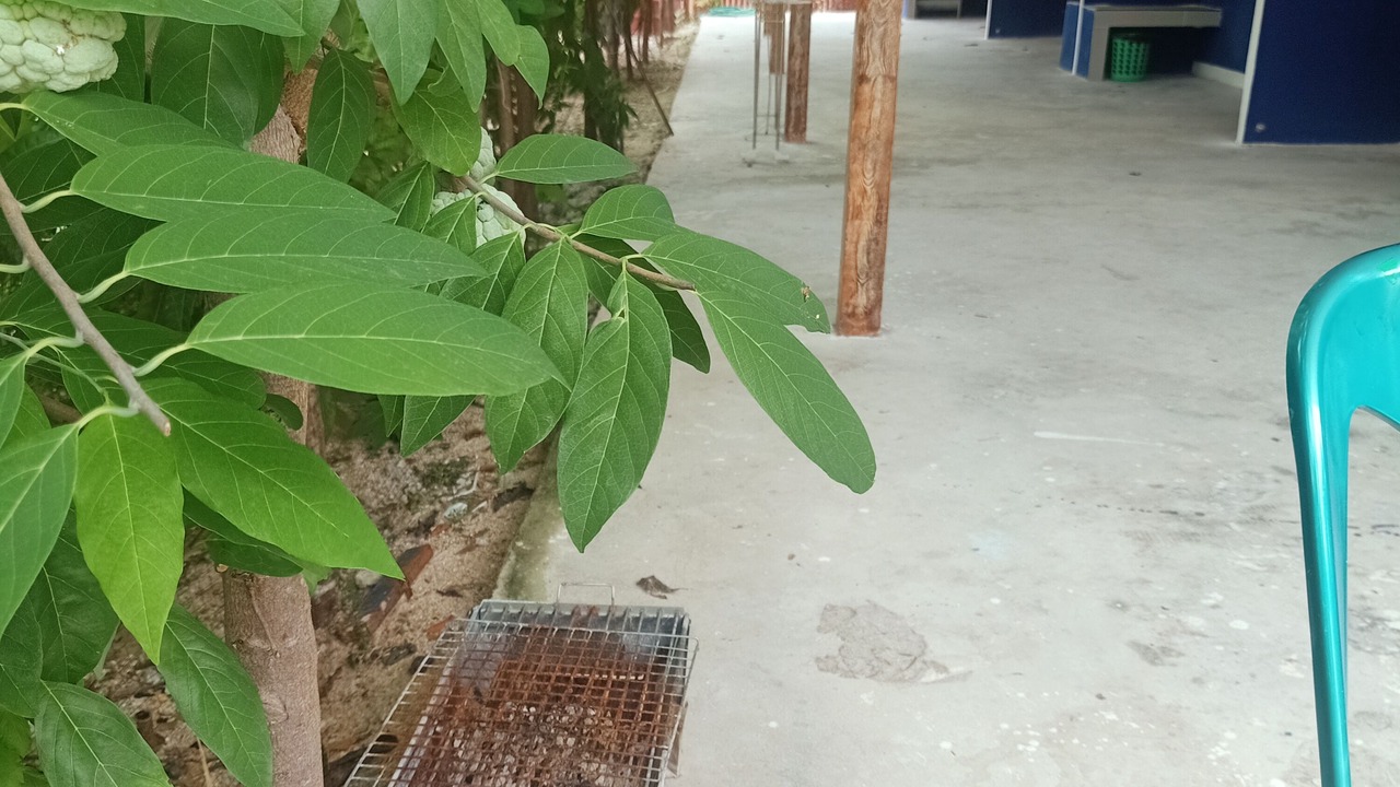 Photo of Outdoor in Sattahip