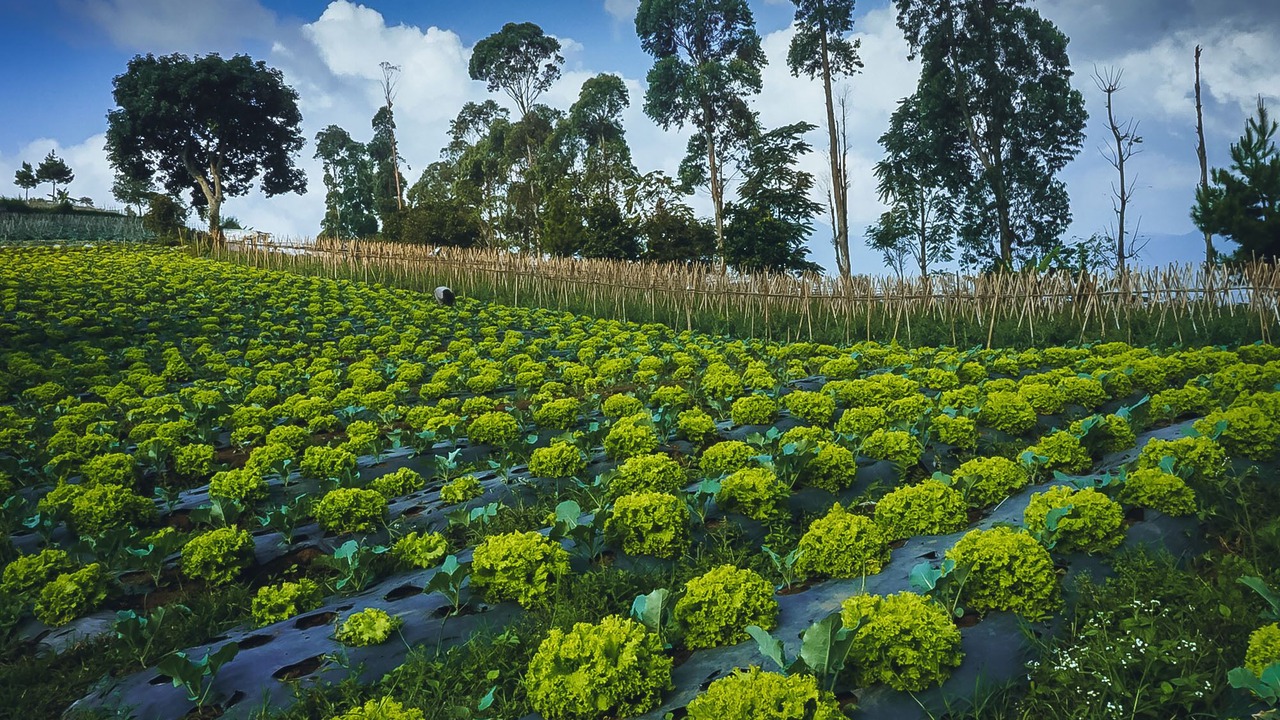 Photo of Outdoor in Lembang