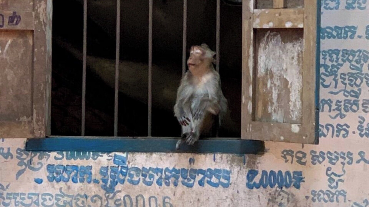 Photo of Others in Banan