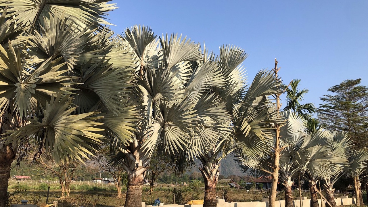 Photo of Outdoor in Vang Vieng