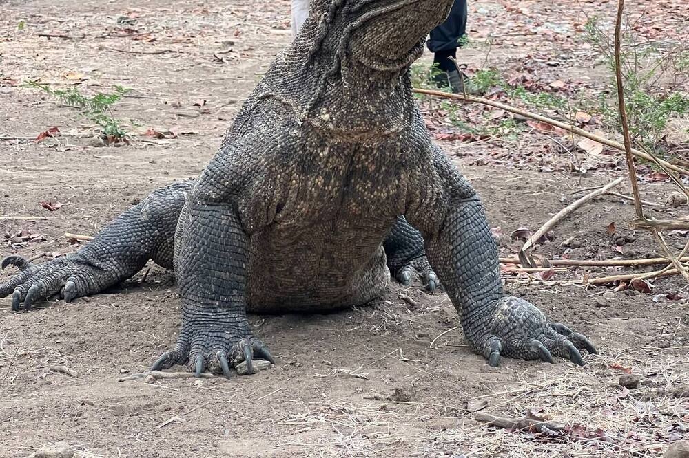 Photo of Outdoor in Komodo