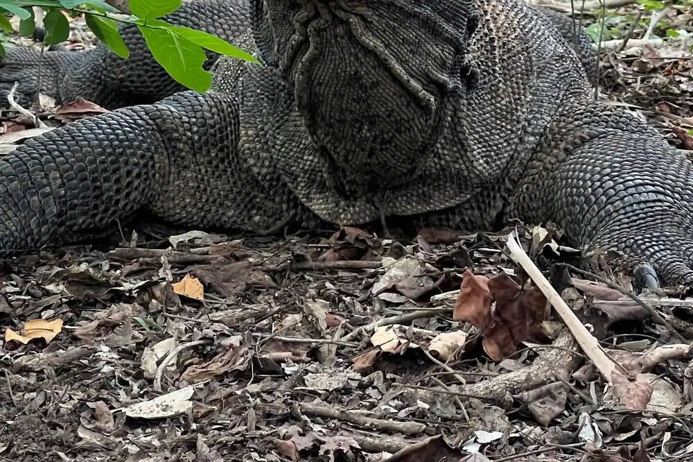 Photo of Outdoor in Komodo