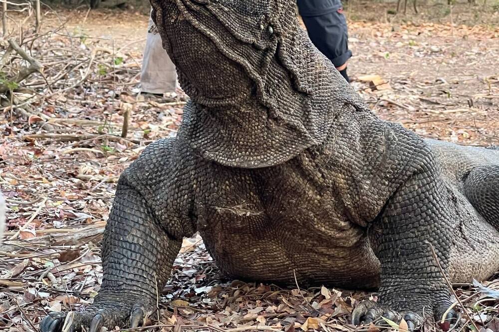 Photo of Others in Komodo