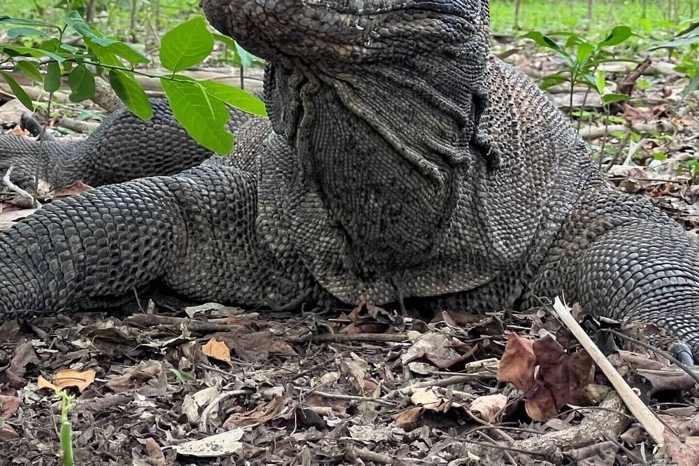 Photo of Outdoor in Komodo