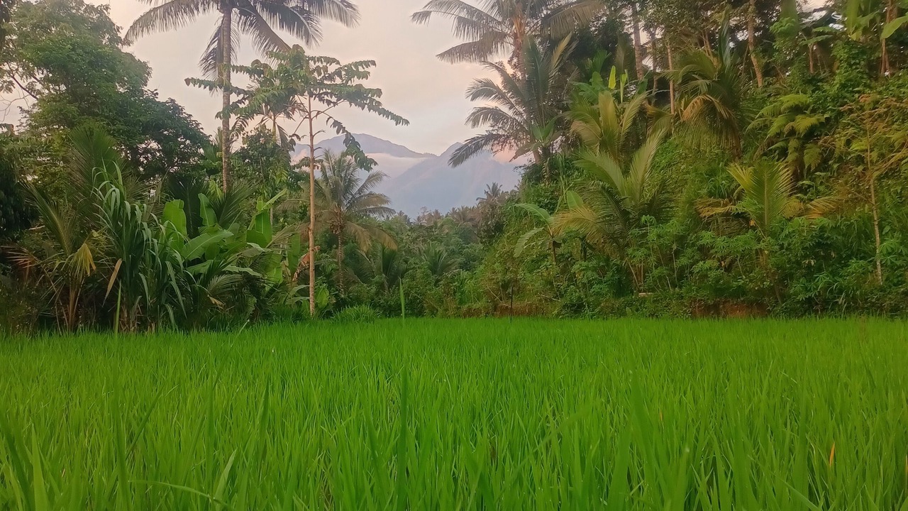 Photo of Outdoor in Tetebatu