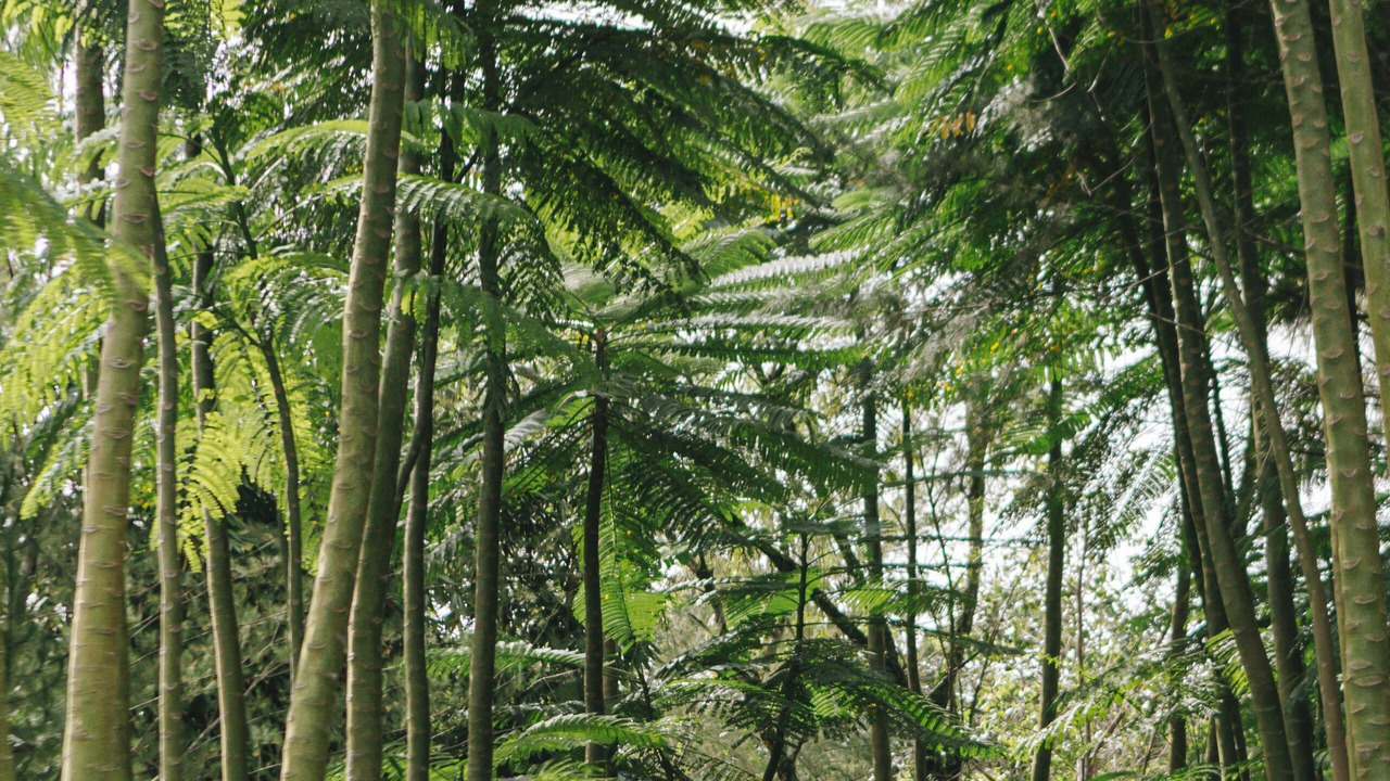 Photo of Outdoor in Sibolangit