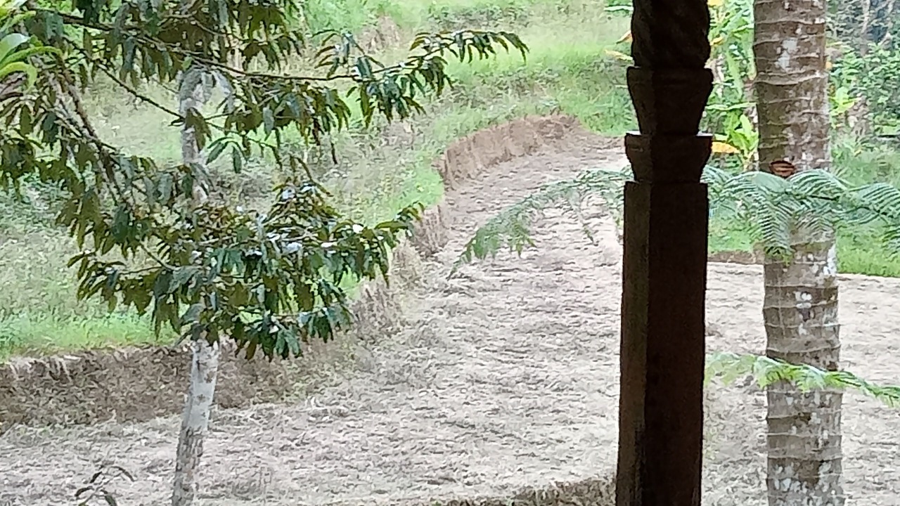 Photo of Outdoor in Kesawan