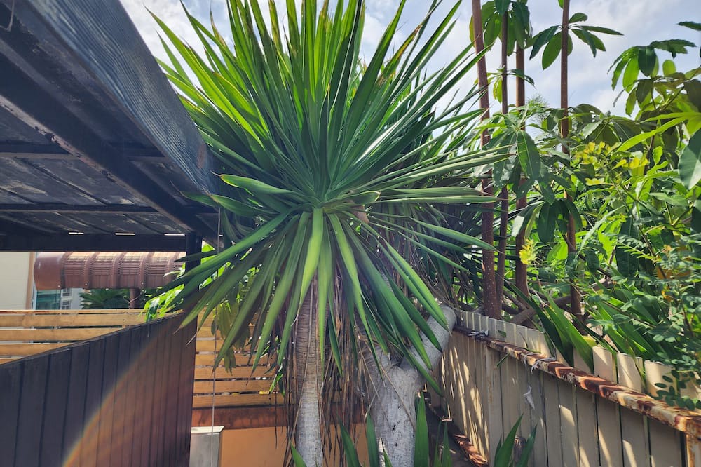 Photo of Outdoor in Sattahip