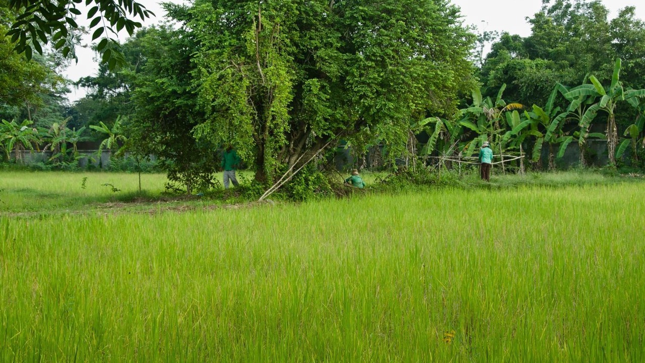 Photo of Outdoor in Svay Pao