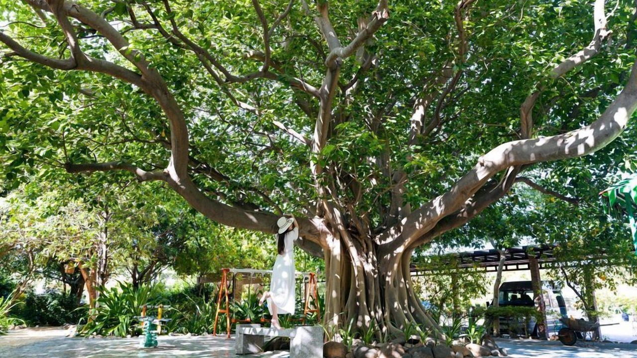 Photo of Others in Phuoc Diem