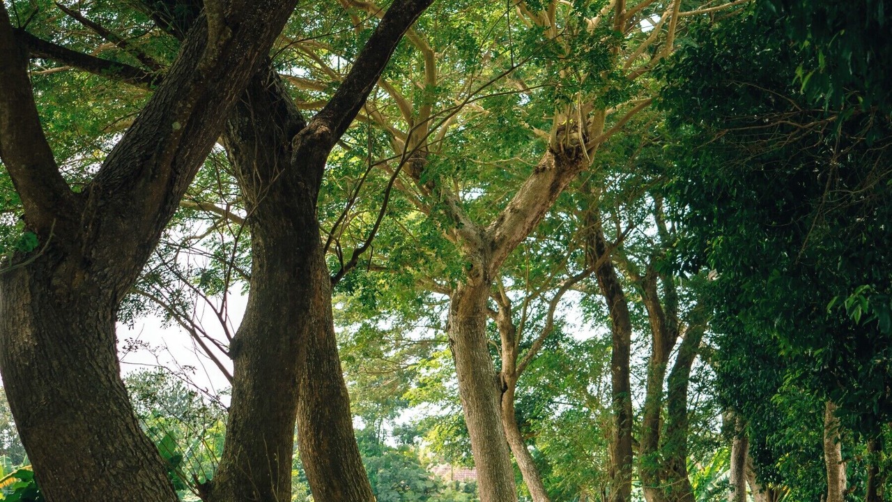 Photo of Outdoor in Blitar