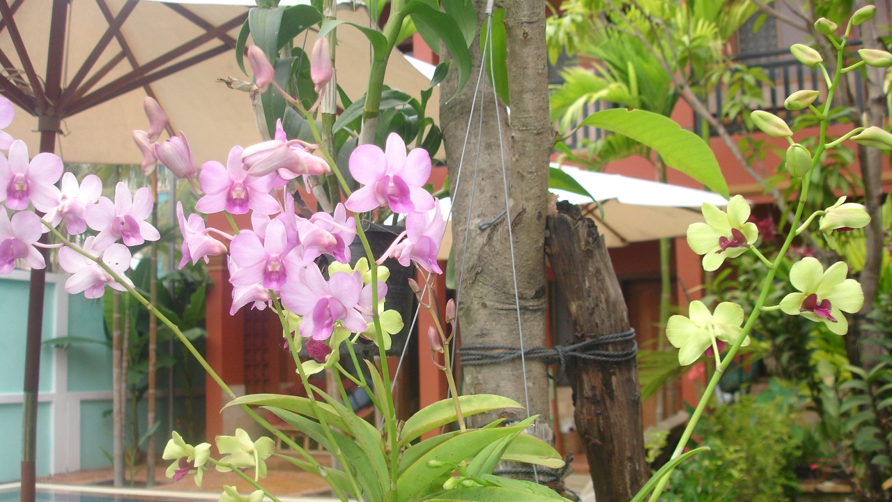Photo of Others in Siem Reap