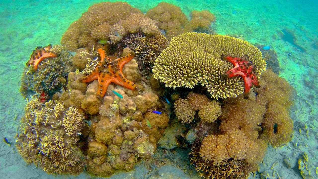 Photo of Others in Maumere