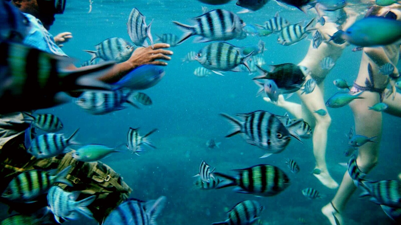 Photo of Others in Karimunjava