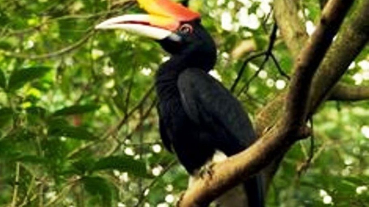 Photo of Others in Kumai
