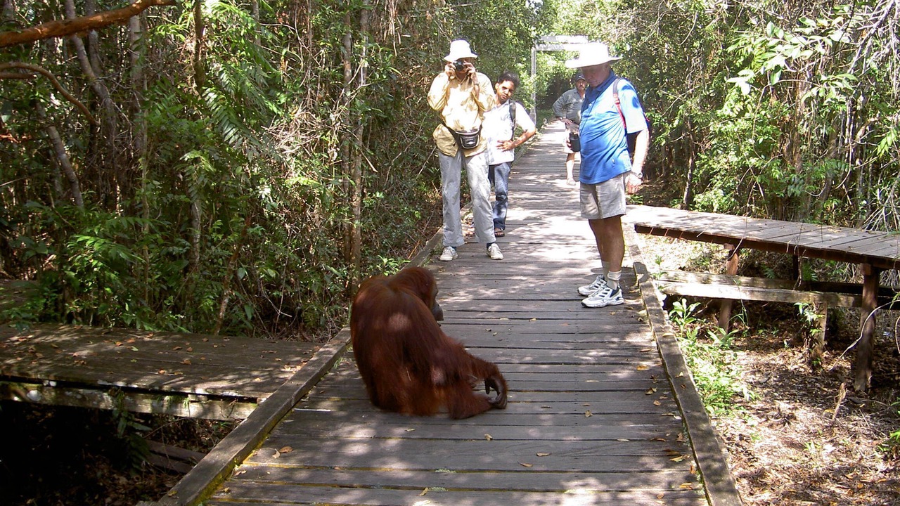 Photo of Others in Kumai