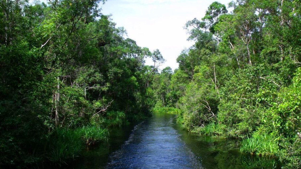 Photo of Outdoor in Kumai