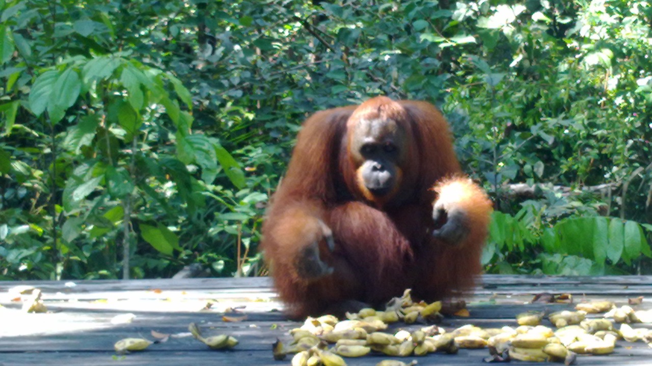 Photo of Others in Kumai