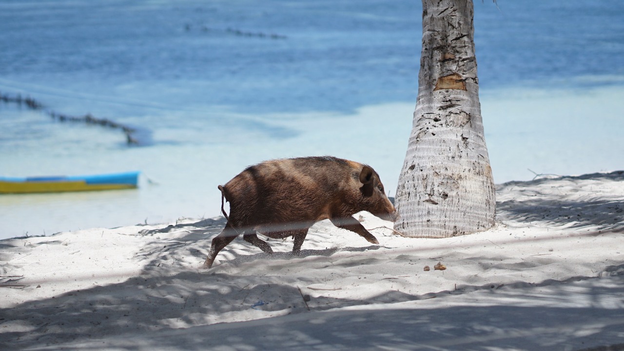 Photo of Others in Rote Island