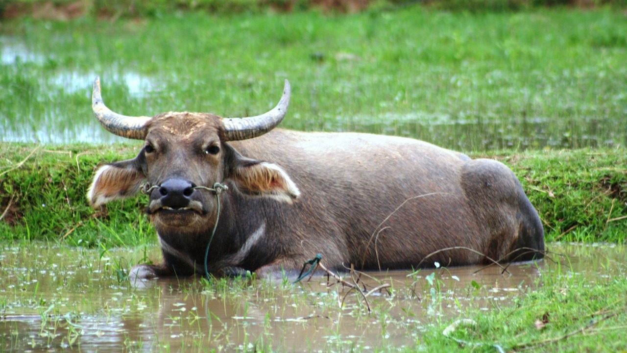 Photo of Others in Krong Kaeb