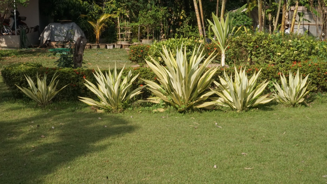 Photo of Outdoor in Ban Donnoun