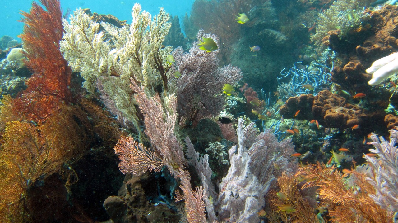 Photo of Others in Pemuteran