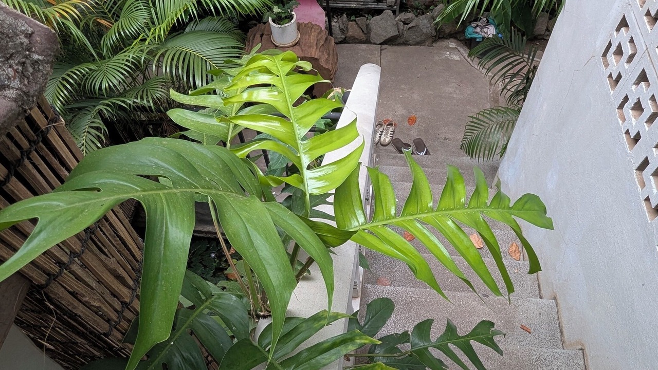 Photo of Outdoor in Siem Reap
