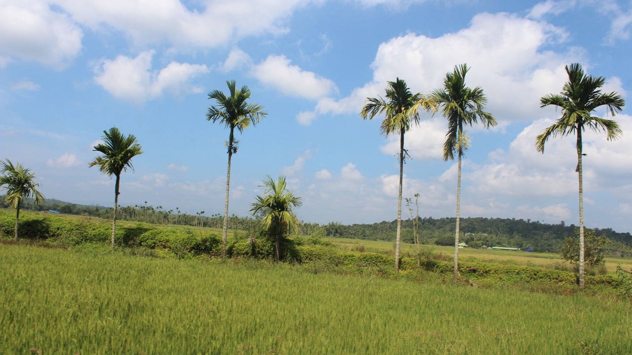 Photo of Outdoor in Panamaram