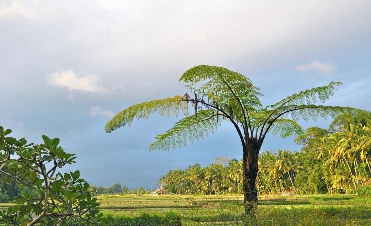 Photo of Outdoor in Lodtunduh