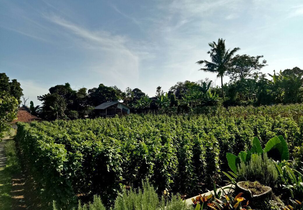 Photo of Outdoor in Ciloto