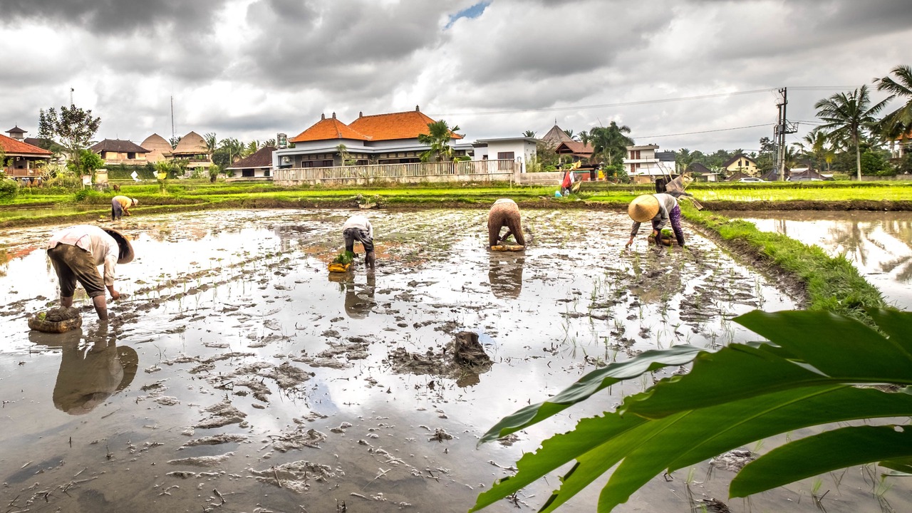 Photo of Outdoor in Ubud