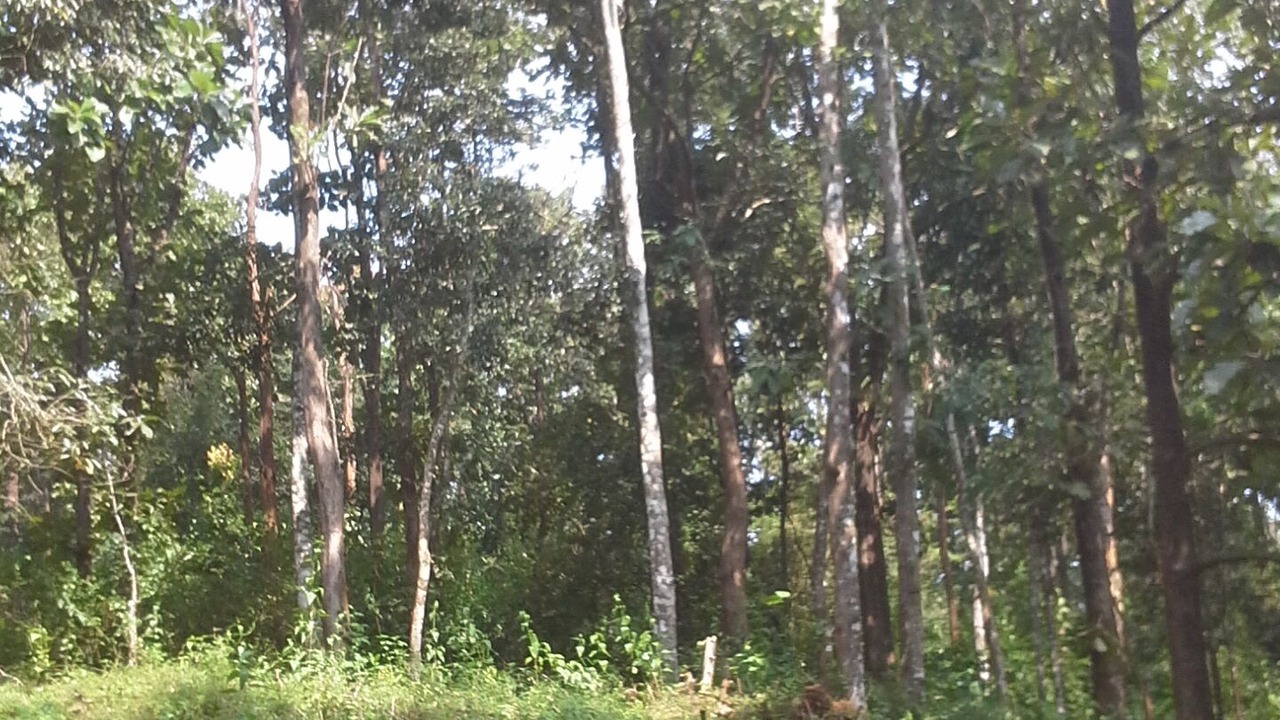 Photo of Outdoor in Kaimane