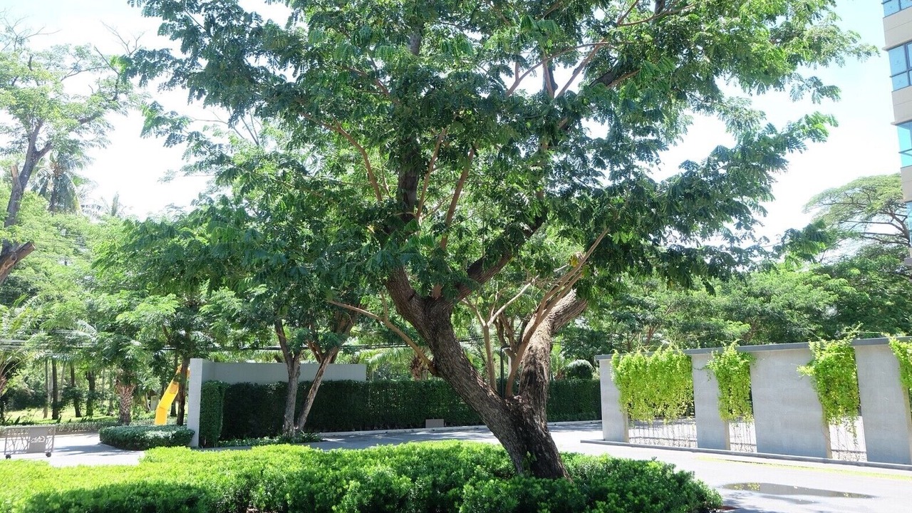 Photo of Outdoor in Cha-am