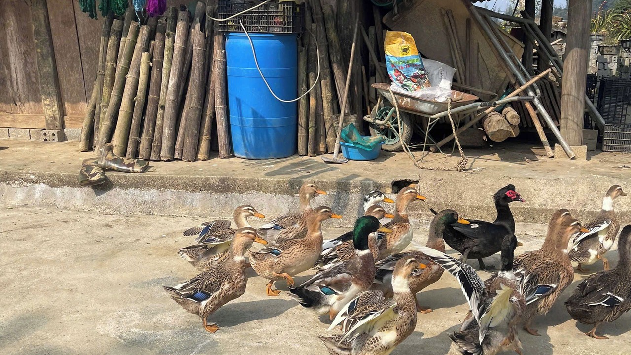 Photo of Others in Chapa Bas