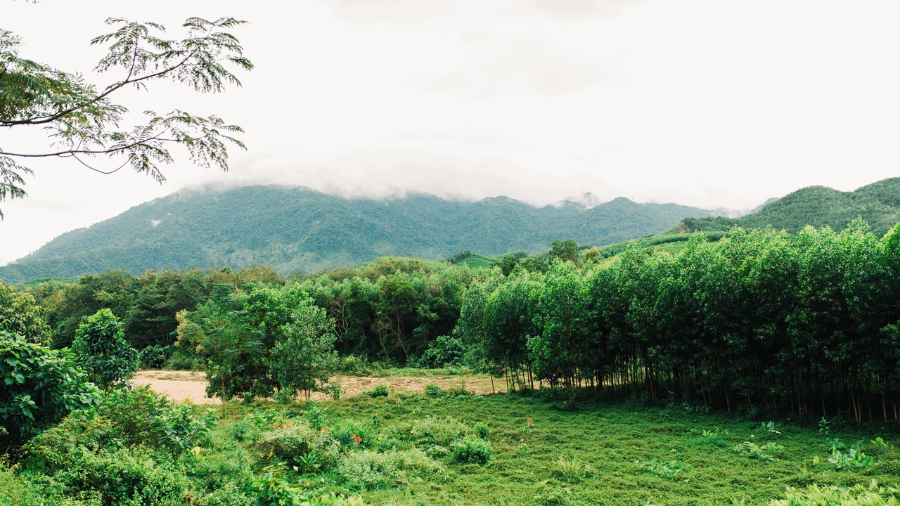 Photo of Others in Hoa Vang