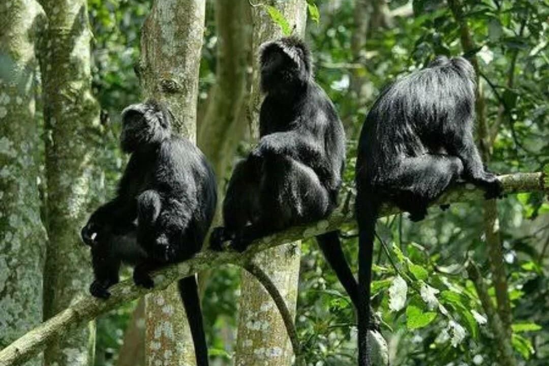 Photo of Others in Selong