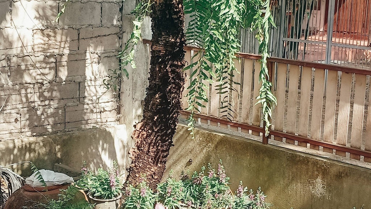 Photo of Outdoor in Su Thep