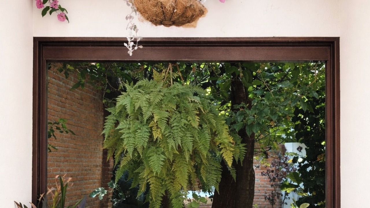Photo of Outdoor in Coyoacan