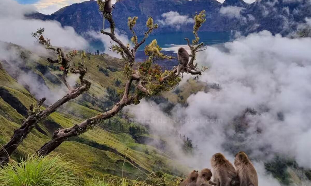 Photo of Outdoor in Kecamatan Sembalun