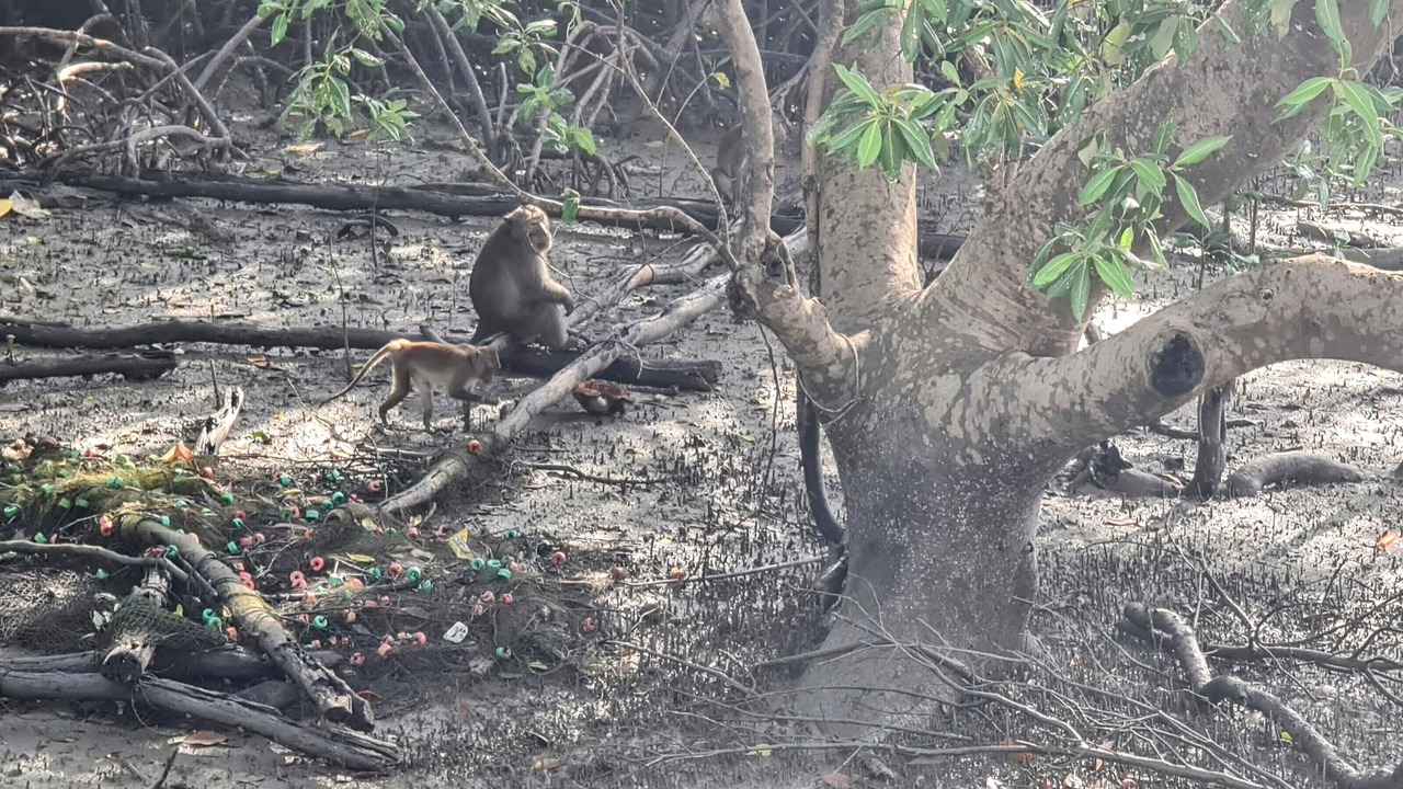 Photo of Others in Phangnga