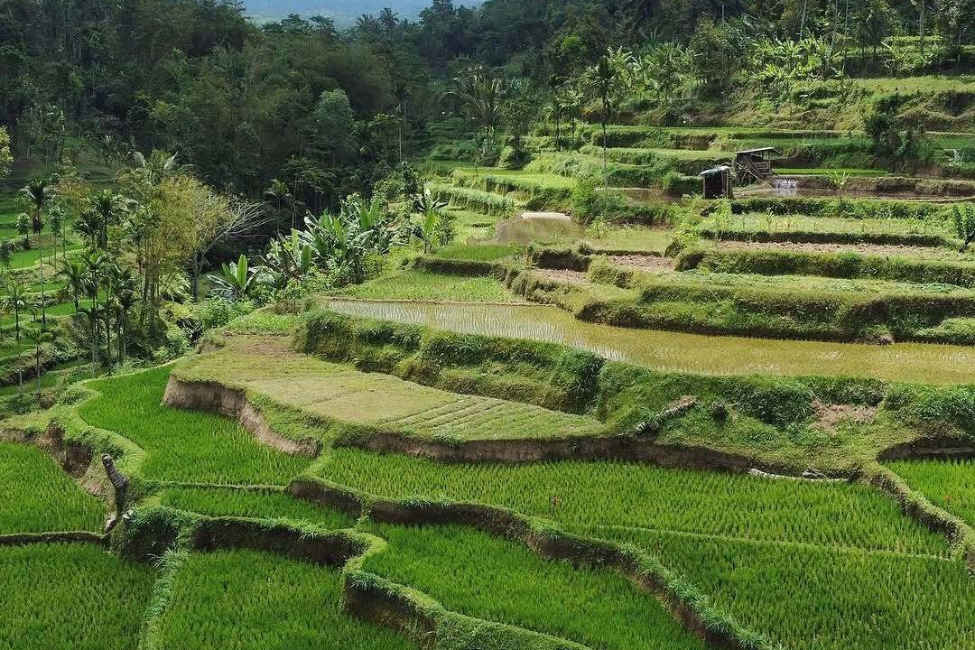 Photo of Others in Tetebatu