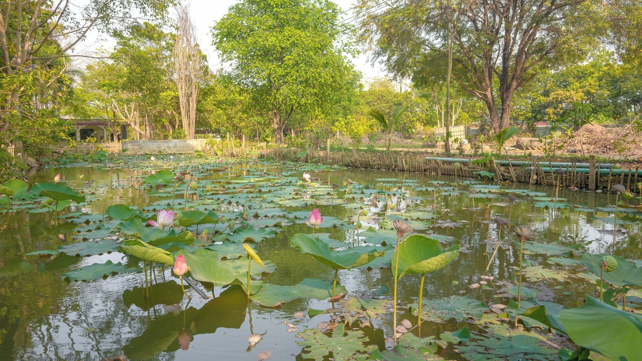 Photo of Outdoor in Ban Pong