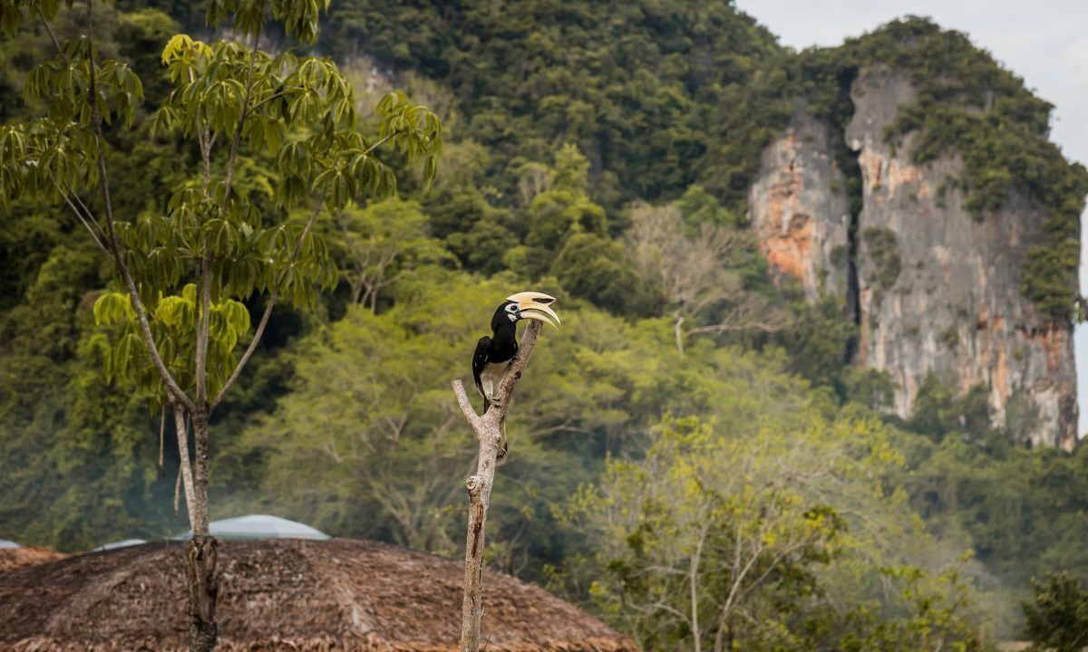 Photo of Others in Ko Yao
