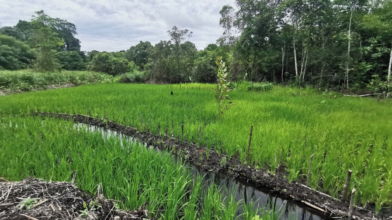 Photo of Outdoor in Ketapang