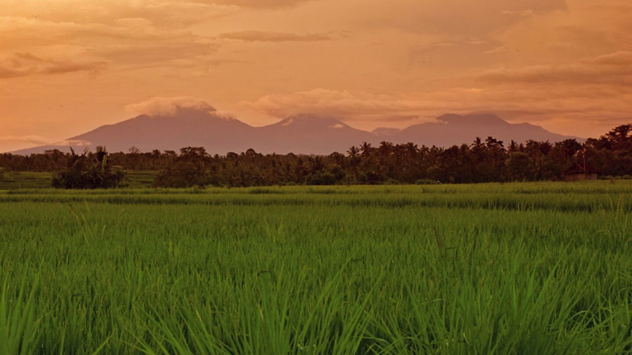 Photo of Others in Ubud
