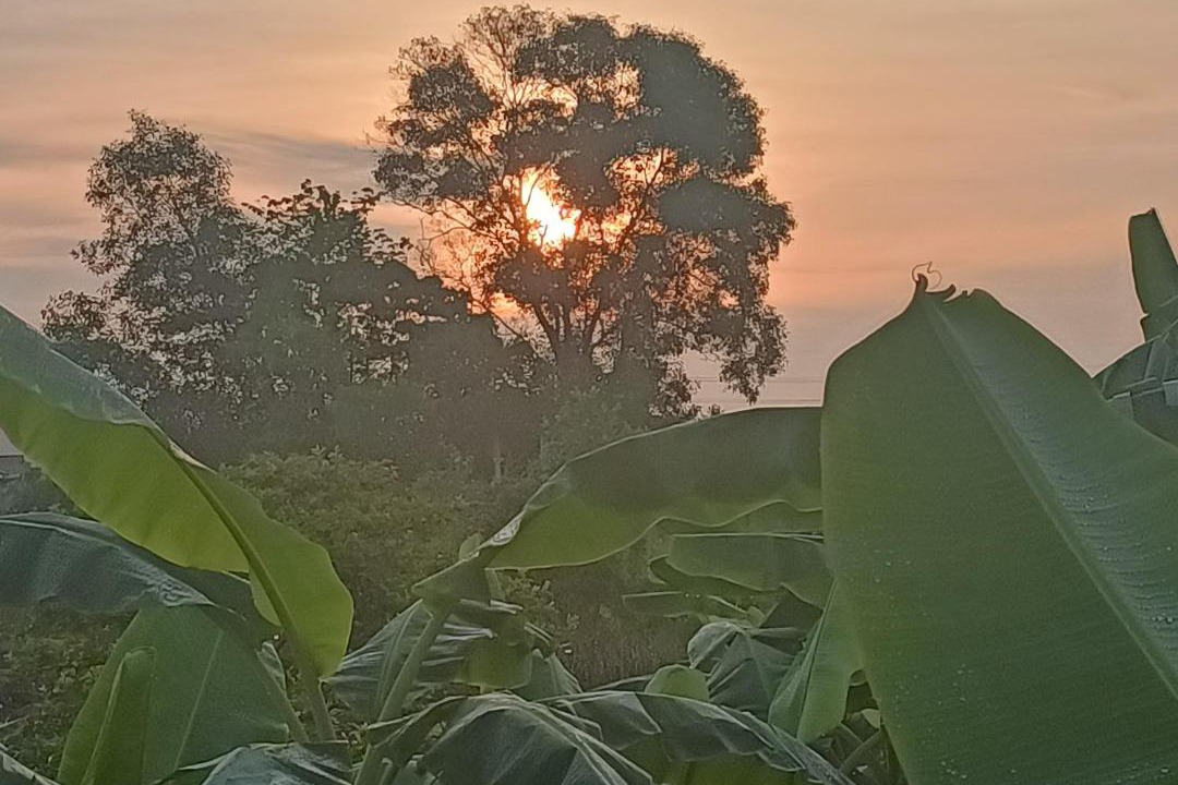 Photo of Others in Guar Chempedak