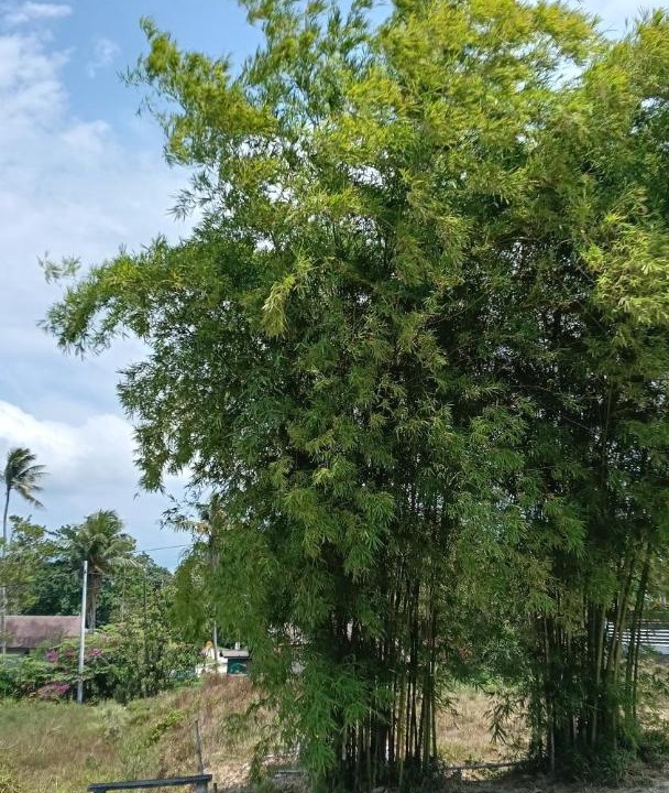 Photo of Others in Mersing