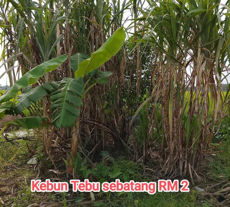 Photo of Others in Bagan Serai